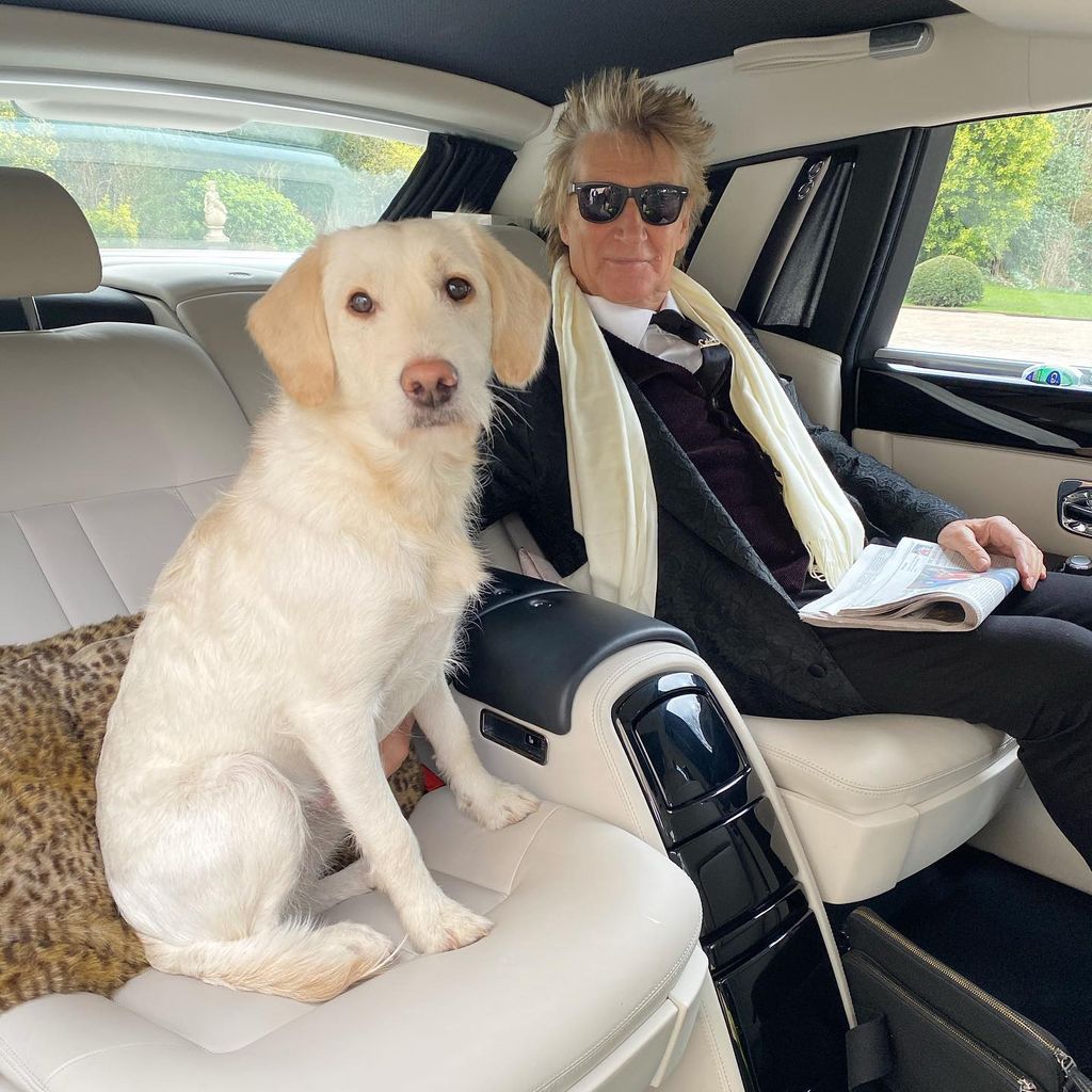 rod stewart in car with pet dog lily 