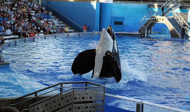 Tilikum, SeaWorld orca, dies | HELLO!