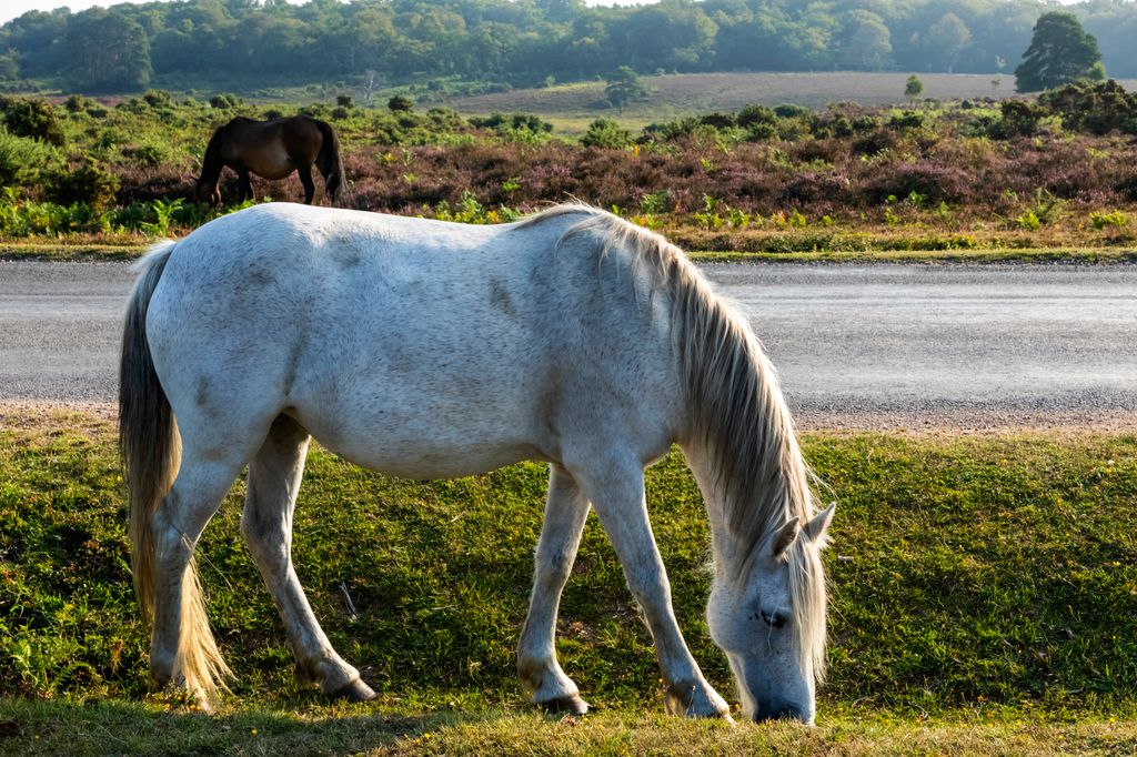 England, Hampshire, New Forest, Horse Grazing on Roadside near Lyndhurst. (Photo by: Dukas/Universal Images Group via Getty Images)