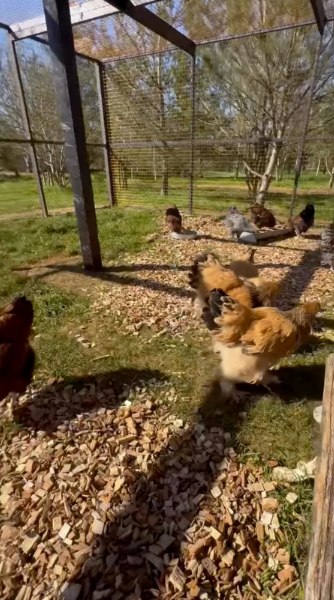 The couple have recently got chickens