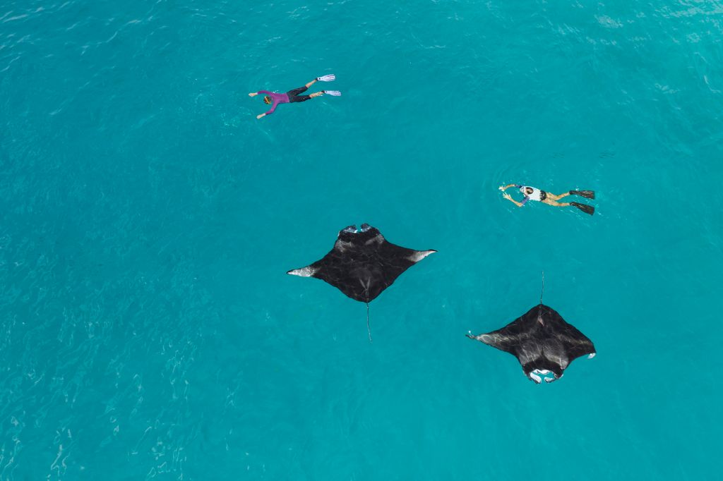 two snorkelers in clear ocean water swimming with two mantas