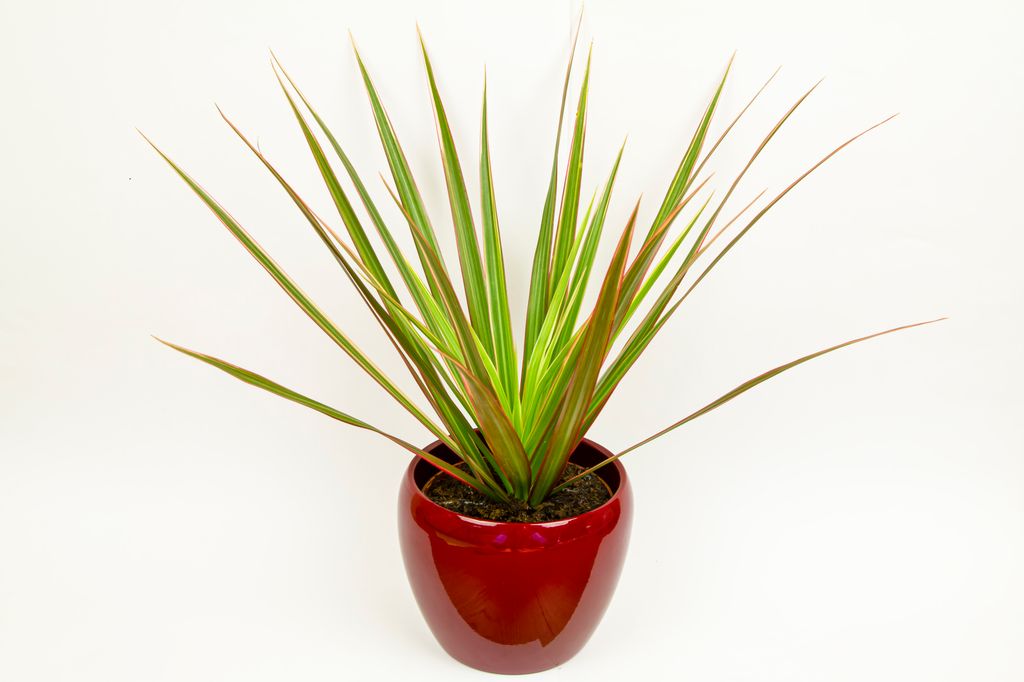 Dracaena plants are easy to care for