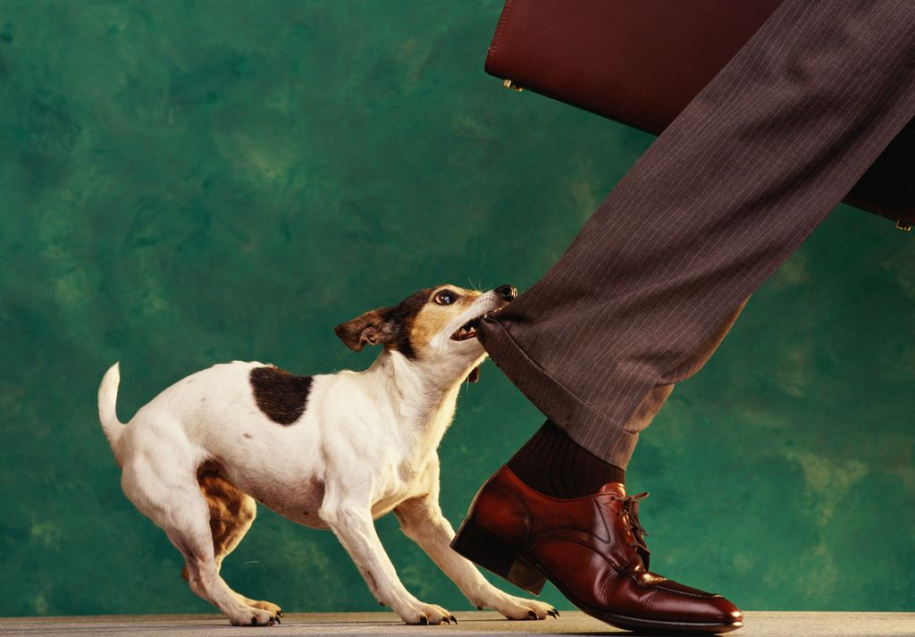 puppy biting man's suit trousers