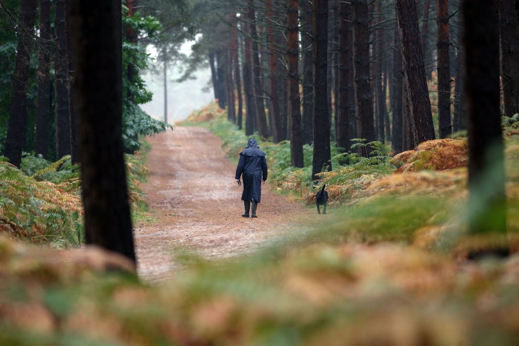 A person walks a dog during heavy rain in Swinley Forest near Bracknell, Berkshire.