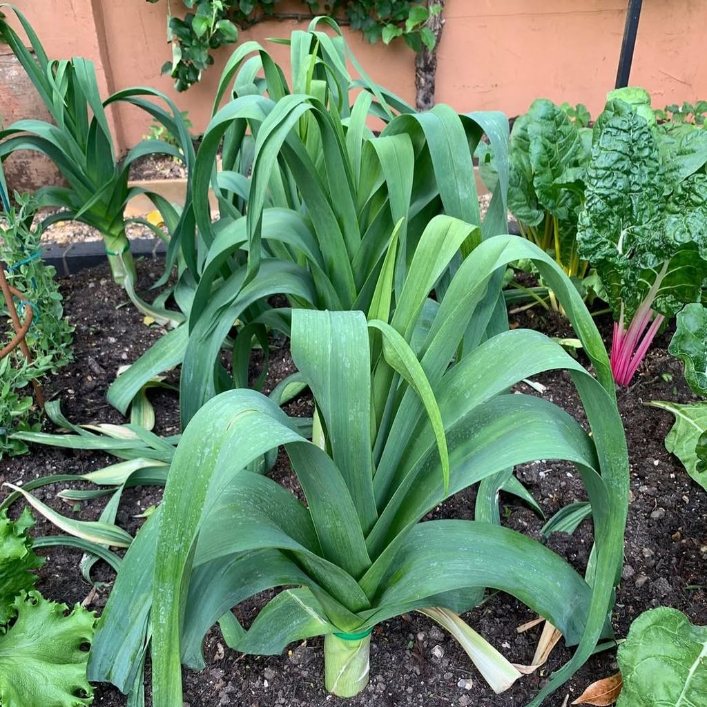 Large leek in a vegetable patch shared on James Martin's social media
