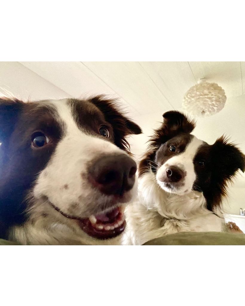 Queen Mary and King Frederik's dogs, Grace and Coco