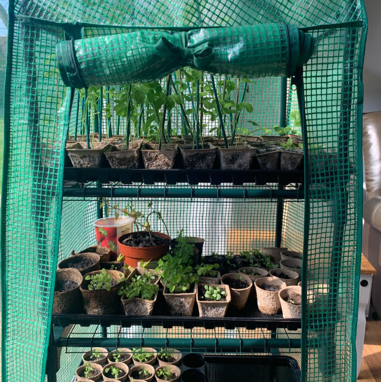 mini greenhouse with plants in pots