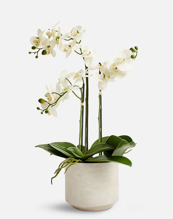 ikea orchid