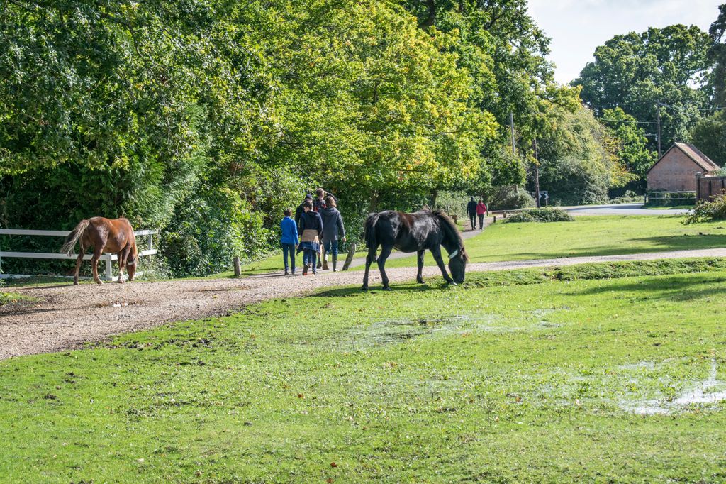 Ponies grazing in Brockenhurst New Forest Hampshire, England