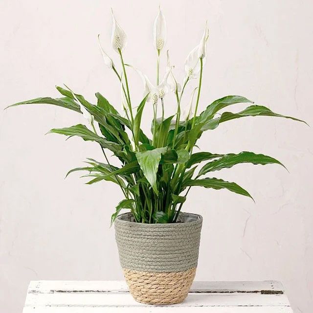 Peace Lily Plant by Bunches