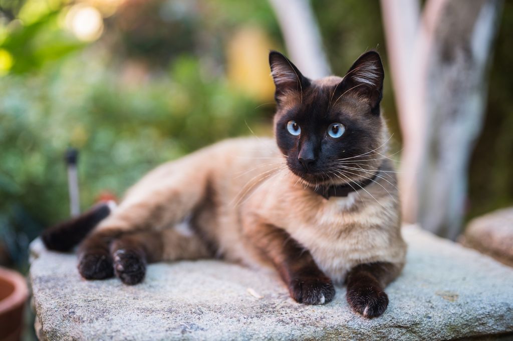 siamese cat