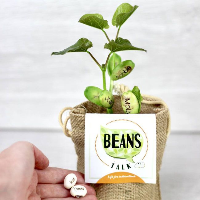 beans talk seeds gift