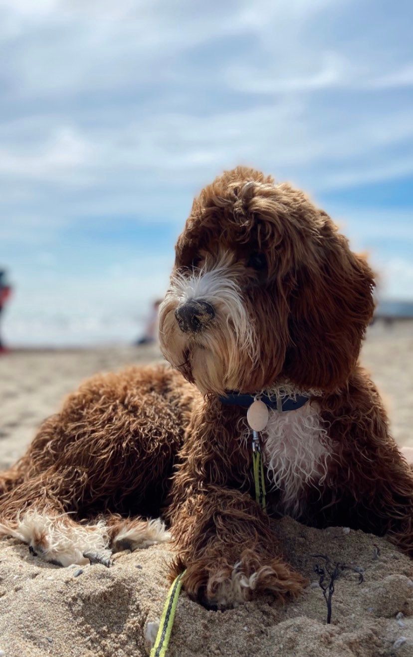 cockapoo with sand on his nose