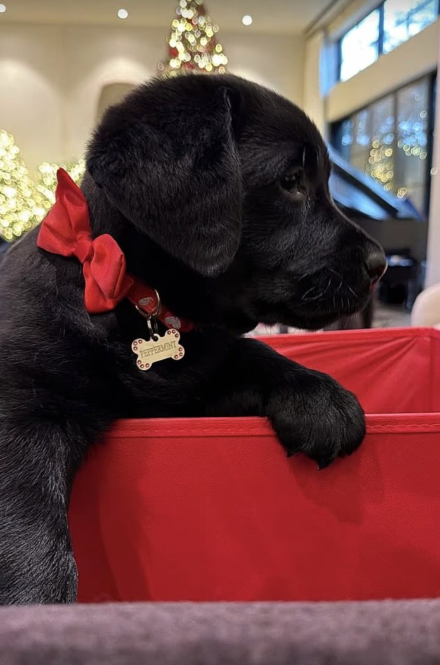 Peppermint the black Labrador