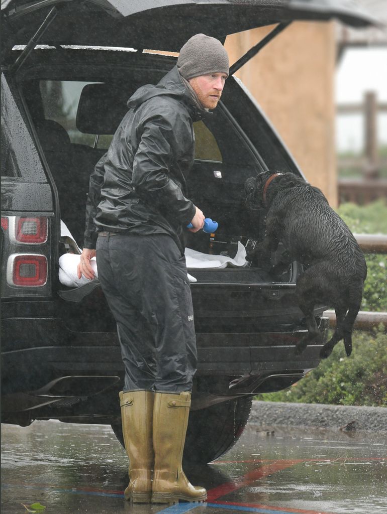 Prince Harry's dog jumps into the back of car