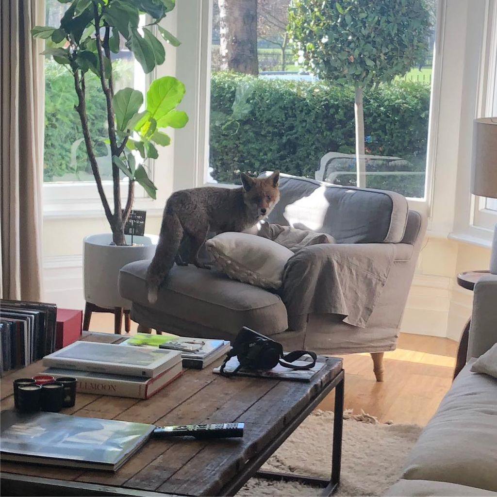 Photo taken by Jason Isaacs showing his living room with a fox standing on his armchair by the window