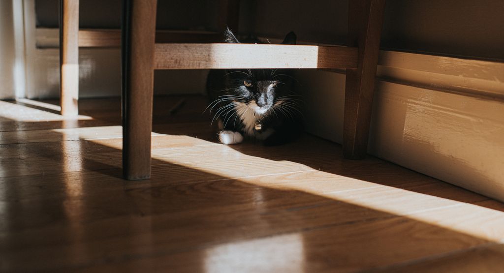 A cute black kitten looks unsure as he seeks refuge under a piece of furniture 
