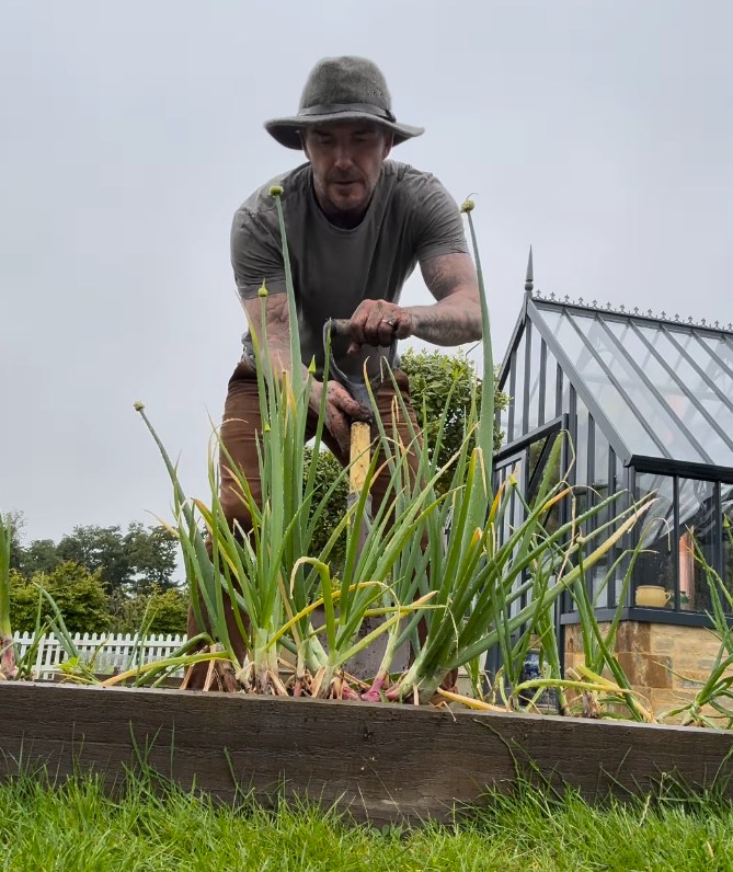 David Beckham shared a snap of their greenhouse-style conservatory at home