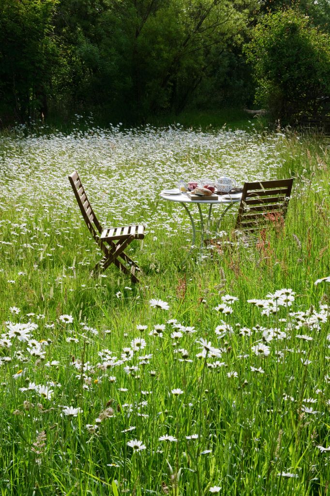 Two chairs and table laid for breakfast amongst a garden wildflower meadow. Two days after midsummer, with oxeye daisies in full bloom.