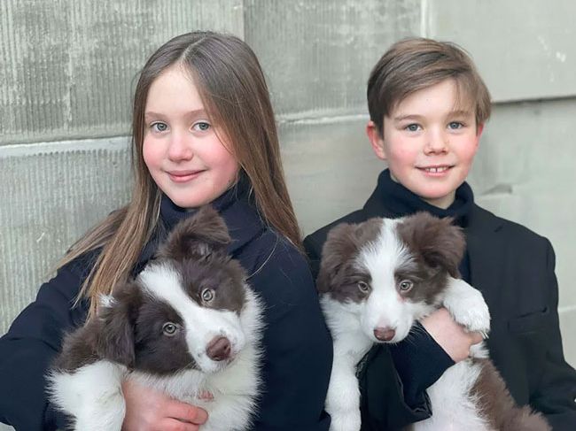 Danish royal puppies