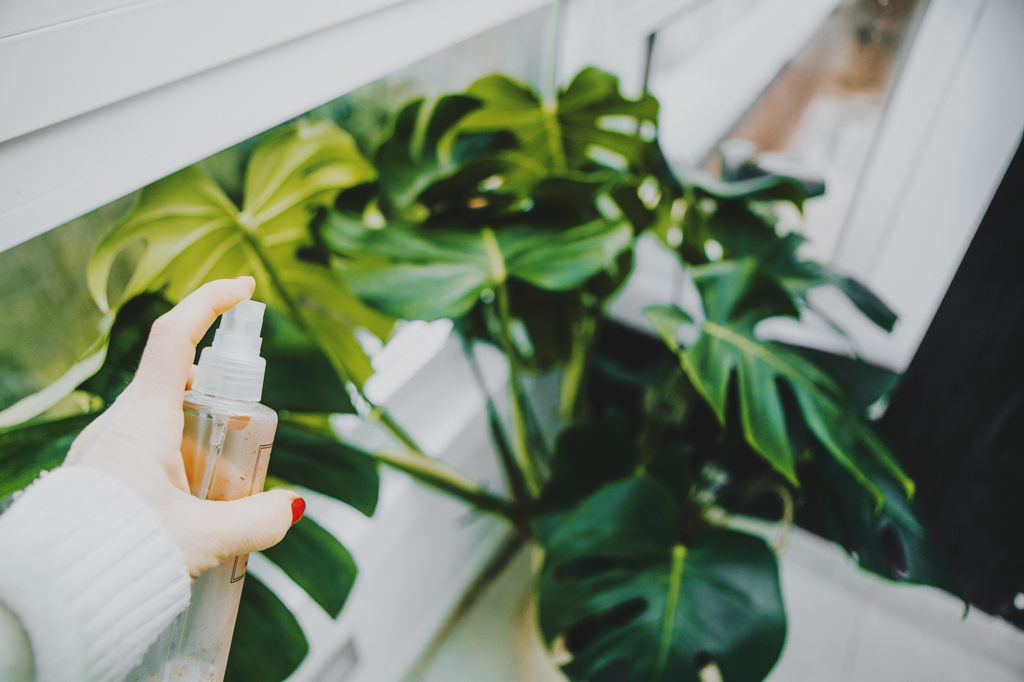 a human hand spray on monstera leaves in the evening indoor at balcony using a spray bottle watering the plant