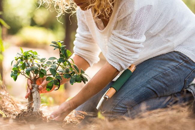 Woman wearing jeans and a white top planting a tree