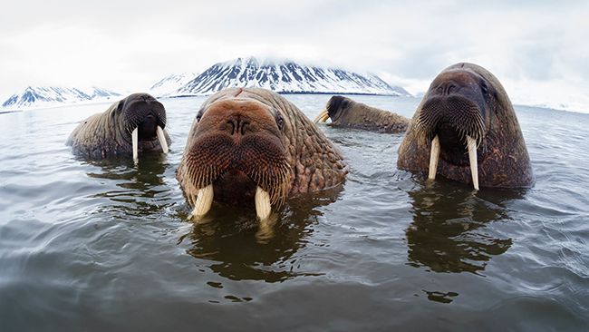 wwf walrus