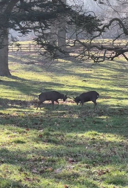 Earl Charles Spencer reveals ‘beautiful neighbours’ at Althorp after estranged wife’s departure