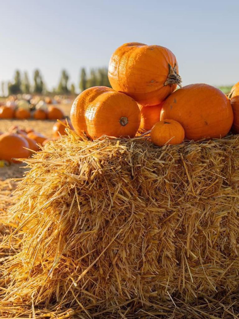Stranhill Farm is a family owned business in Kent
