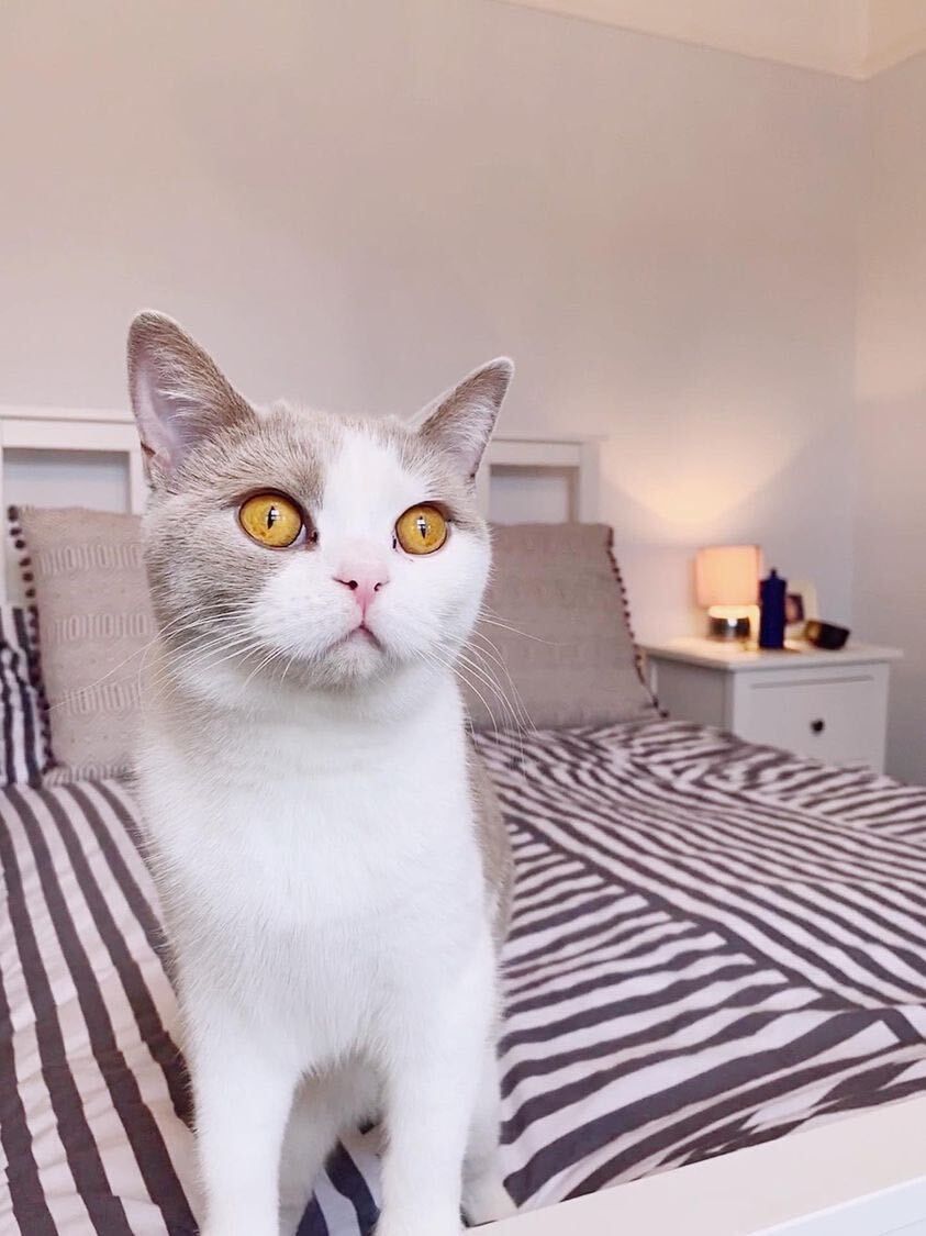 Beautiful cat sitting on a bed