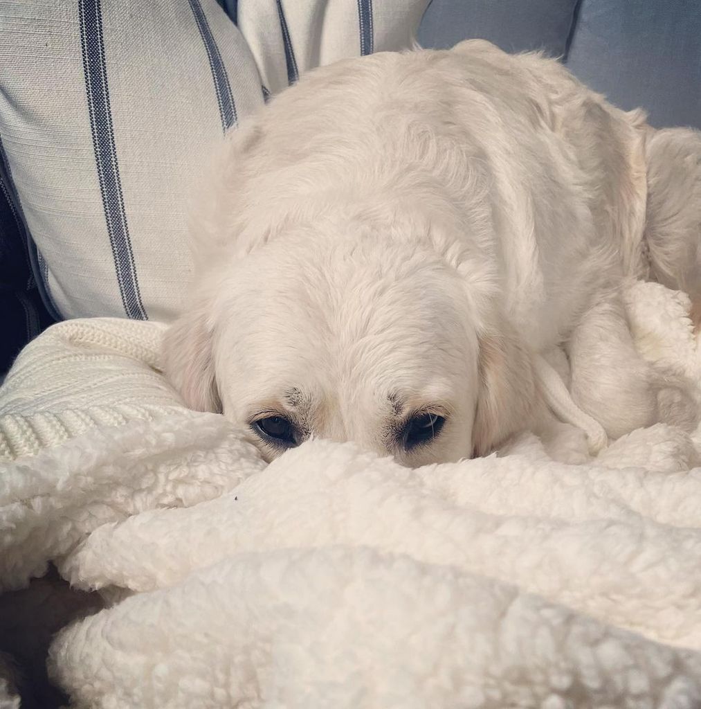 Holly Willoughby's dog Bailey pictured among blankets on the sofa
