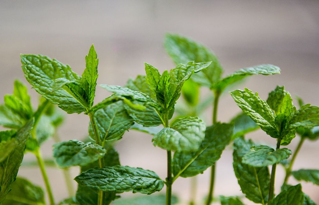 Fresh mint plant,  close up
