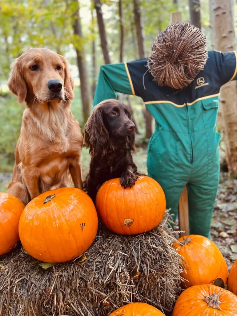 James shared a glimpse of his Halloween garden makeover 