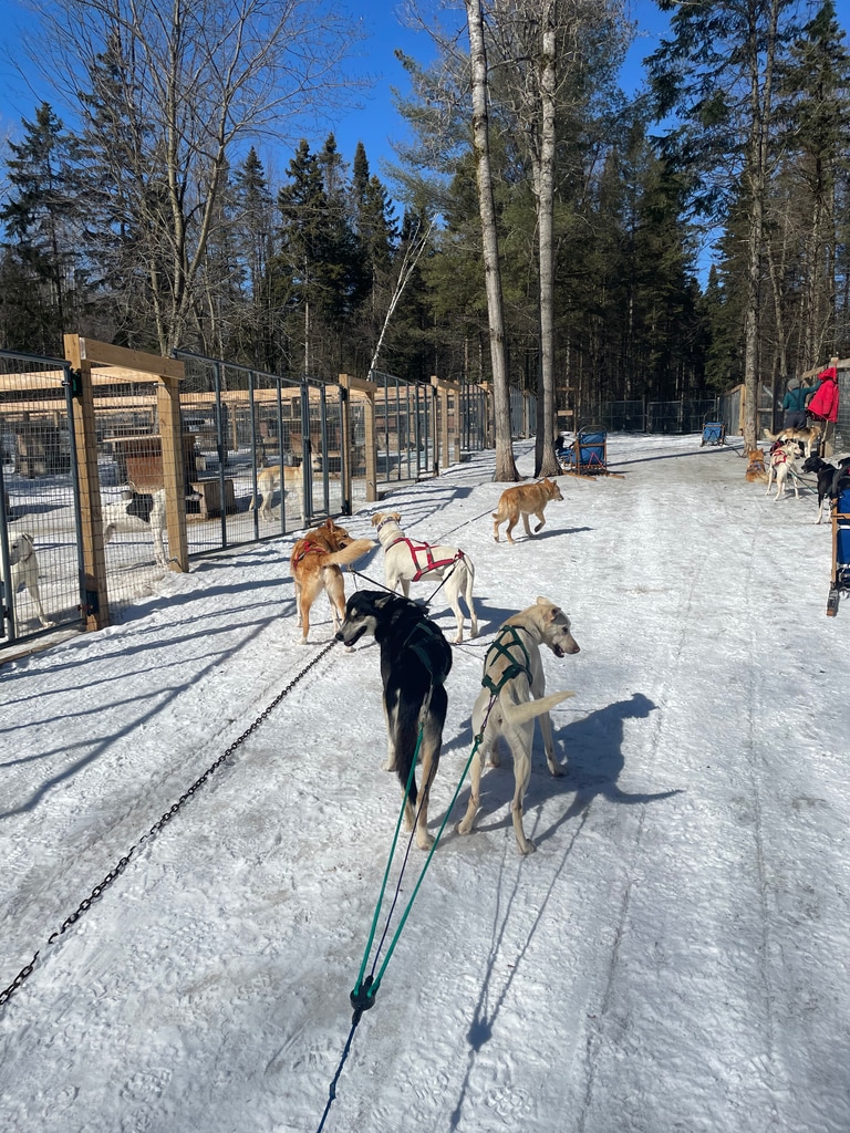 Dog sledding in Muskoka, Canada