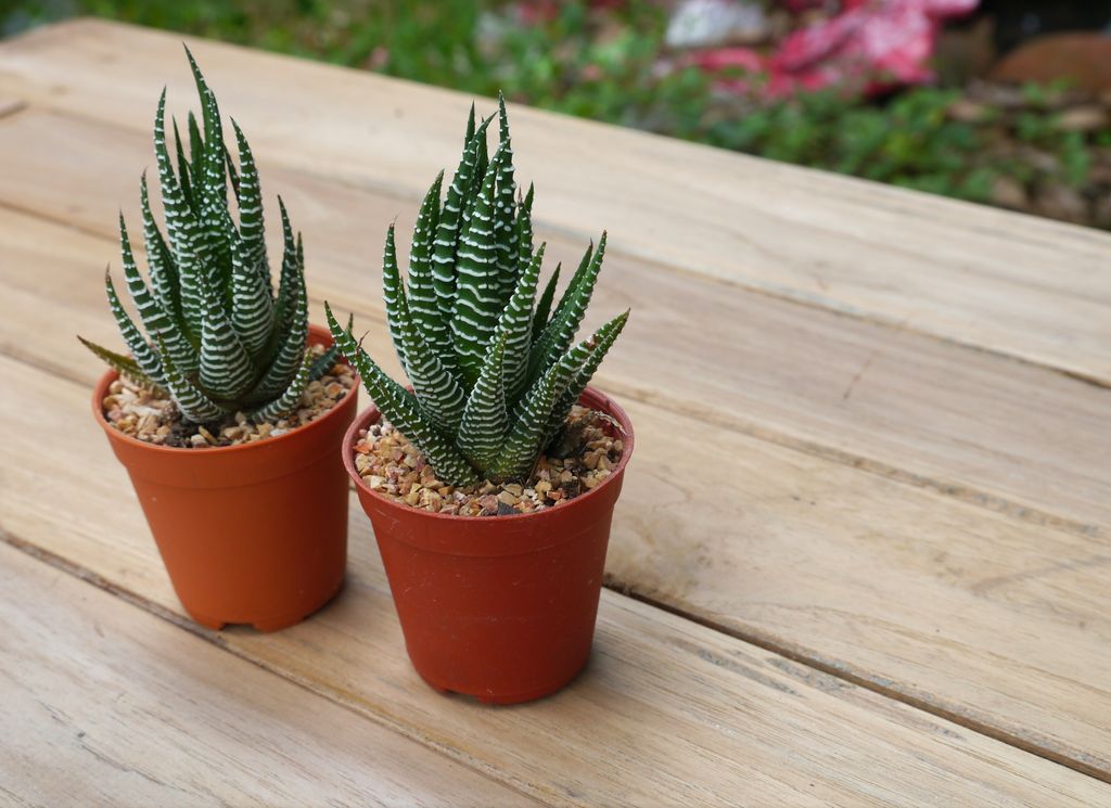 zebra succulent plant Haworthiopsis attenuata outdoors.