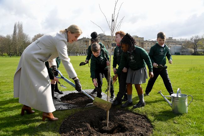 sophie wessex planting tree with year four children