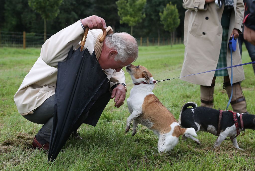 King Charles greets Jack Russell Bluebell in sweet moment