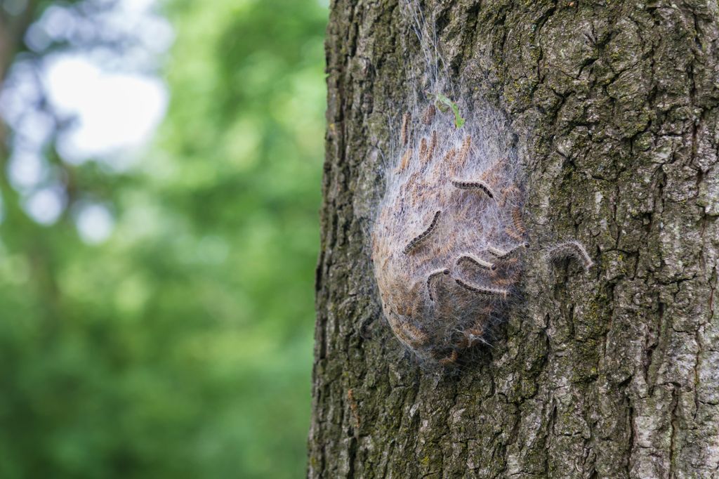 nid de chenille sur un arbre
