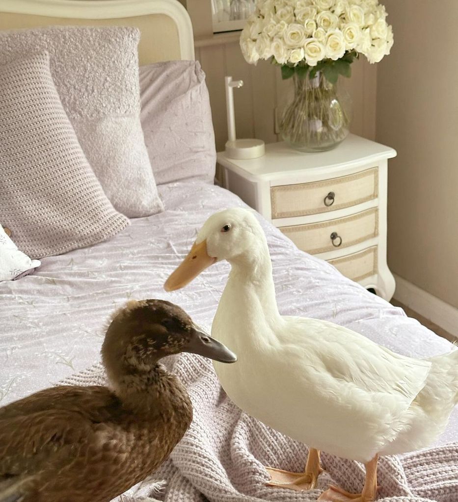 Stacey Solomon shared this photo of her pet ducks on a bed in their home