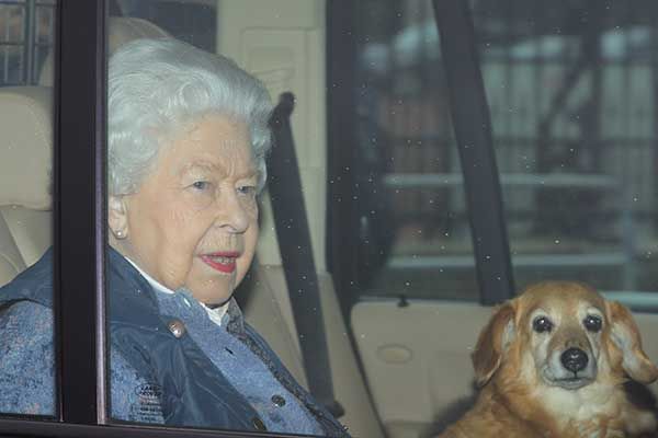 the queen dog