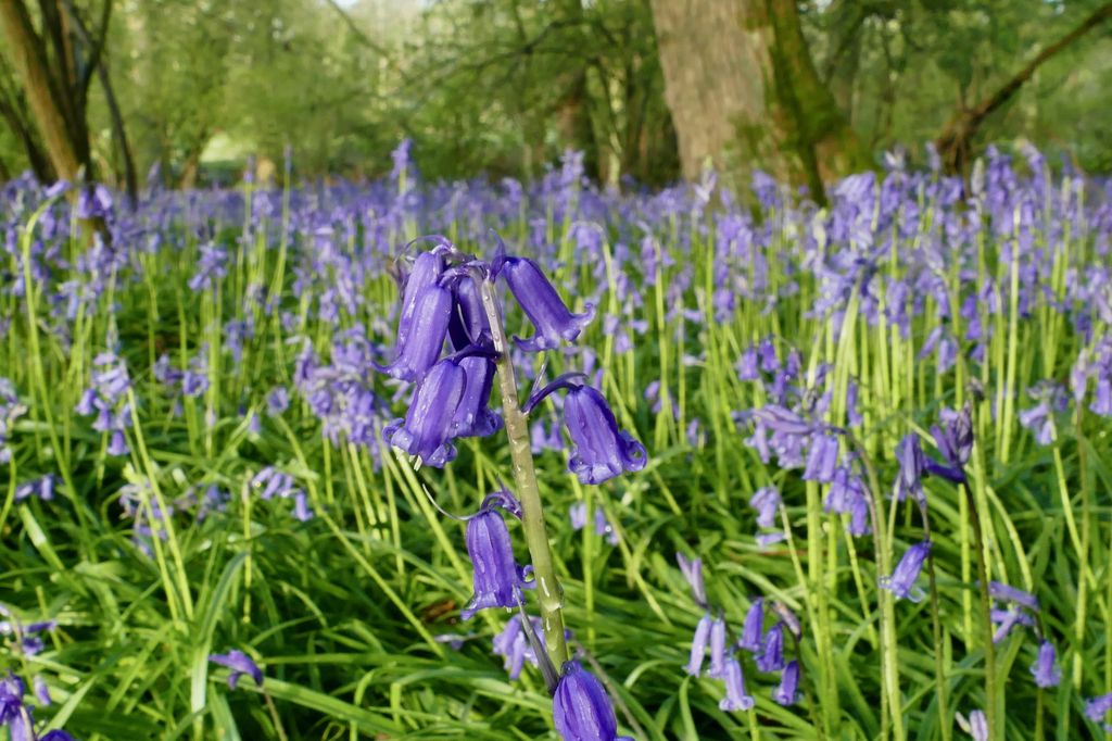 close up of bluebell flower in a field in oxford