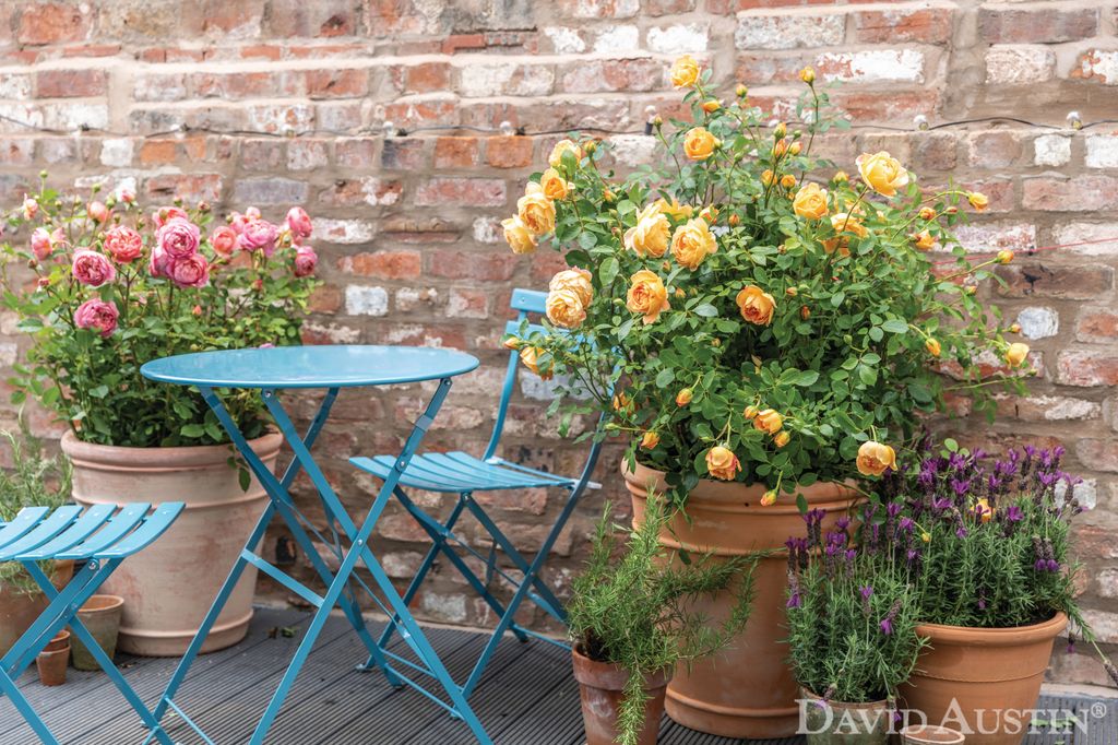 Plant pots filled with David Austin Roses