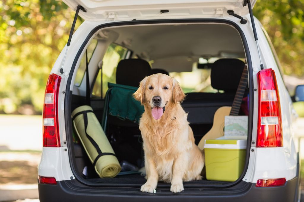 Chien assis dans la botte de voiture avec une guitare et un tapis de yoga