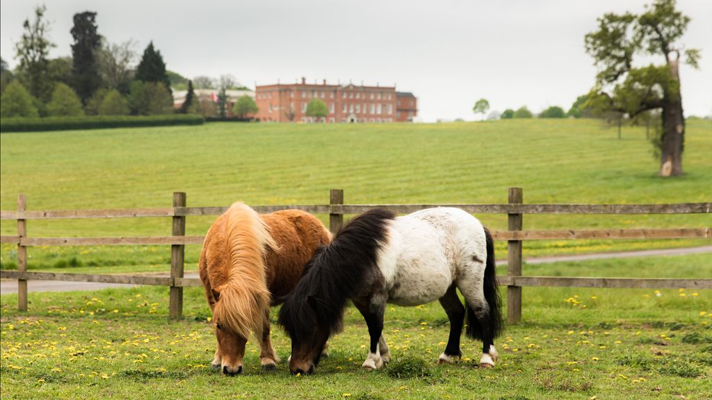 Meet Milo and Dougal, the hotel's mischievous ponies