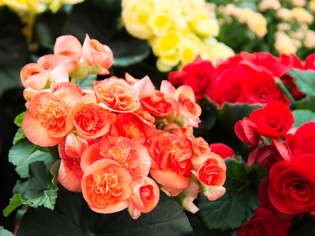 Begonia flowering plants