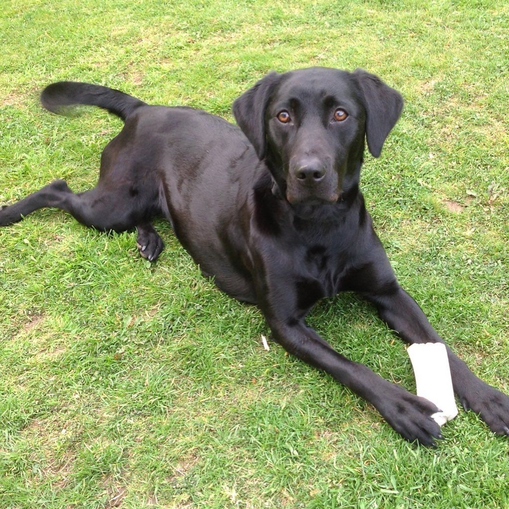 black labrador lying on grass outside