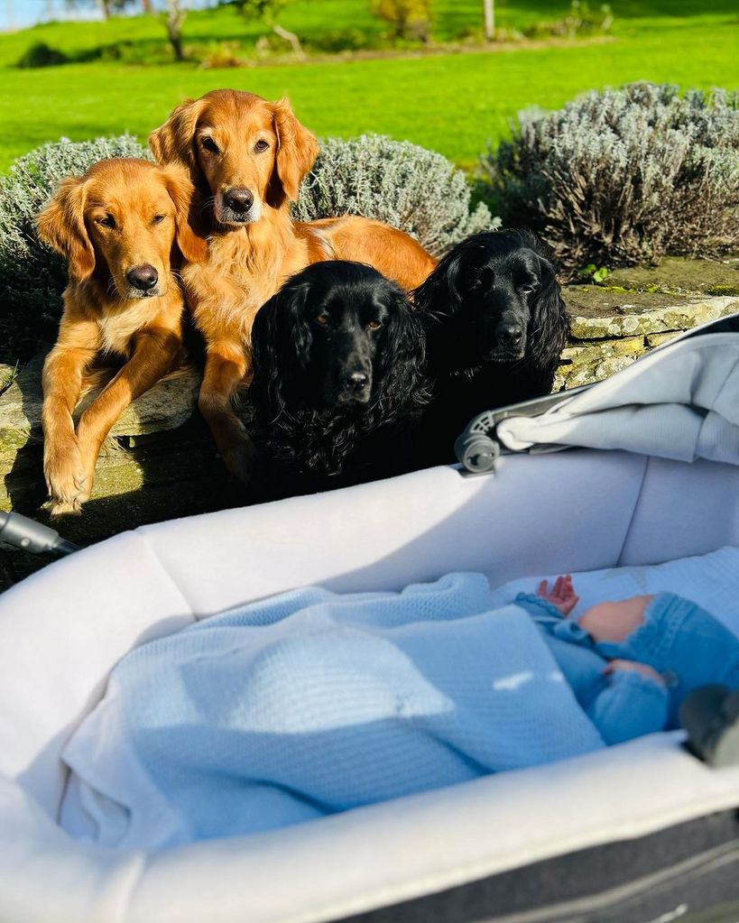 The dogs look on over James's beautiful baby, son Inigo
