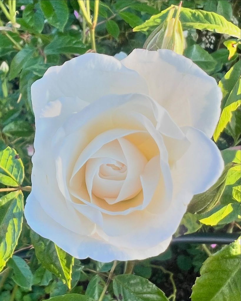 a white rose