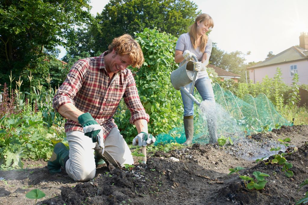 Couple working in allotment