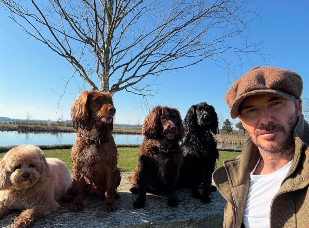 David Beckham posing with his four dogs 